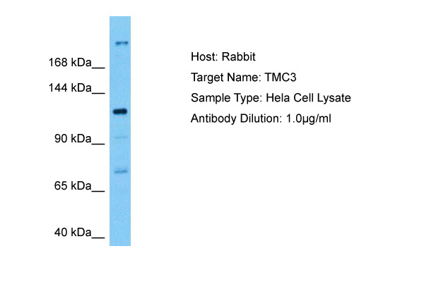 Host: Rabbit Target Name: TMC3 Sample Tissue: Human Hela Whole Cell lysates Antibody Dilution: 3ug/ml