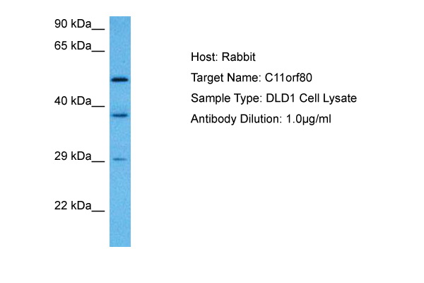 Host: Rabbit Target Name: C11ORF80 Sample Tissue: Human DLD1 Whole Cell lysates Antibody Dilution: 1ug/ml