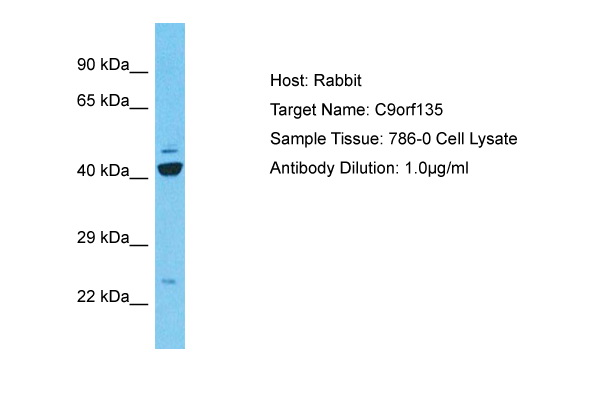 Host: Rabbit Target Name: C9orf135 Sample Type: 786-0 Whole Cell lysates Antibody Dilution: 1.0ug/ml