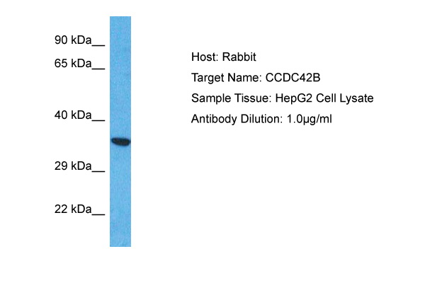 Host: Rabbit Target Name: CCDC42B Sample Type: HepG2 Whole Cell lysates Antibody Dilution: 1.0ug/ml