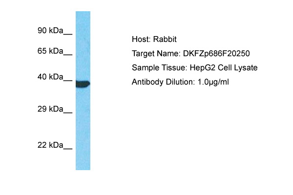 Host: Rabbit Target Name: DKFZp686F20250 Sample Type: HepG2 Whole Cell lysates Antibody Dilution: 1.0ug/ml