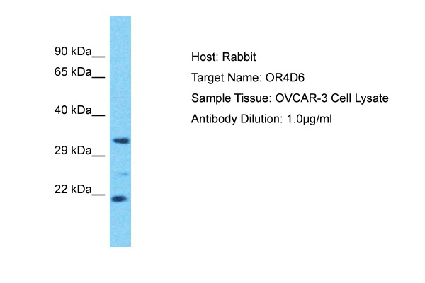 Host: Rabbit Target Name: OR4D6 Sample Tissue: Human OVCAR-3 Whole Cell Antibody Dilution: 1ug/ml