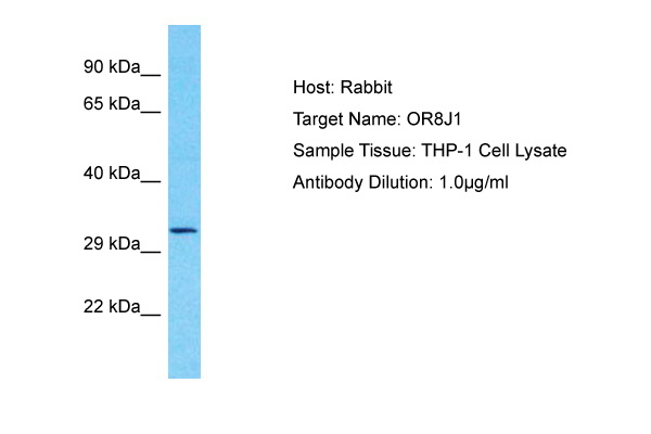 Host: Rabbit Target Name: OR8J1 Sample Tissue: Human THP-1 Whole Cell Antibody Dilution: 1ug/ml
