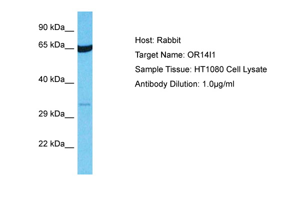 Host: Rabbit Target Name: OR14I1 Sample Type: HT1080 Whole Cell lysates Antibody Dilution: 1.0ug/ml