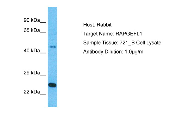Detection of endogenous N-Cadherin: Whole cell lysates of serum starved tumor cells (20.000 cells per lane) were applied to SDS-PAGE and transferred to a PVDF membrane. The immunoblot was probed with mab NCAD-7E9 (0.5 ug/ ml) for 1h at RT and developed by ECL (exp. time: 30 sec). Lane 1: HeLa Lane 2: HepG2 Lane 3: HEK293 Lane 4: SH-SY5Y Lane 5: MDCK Lane 6: PC12 Lane 7: CMT 93 Lane 8: Neuro 2A Lane 9: 3T3