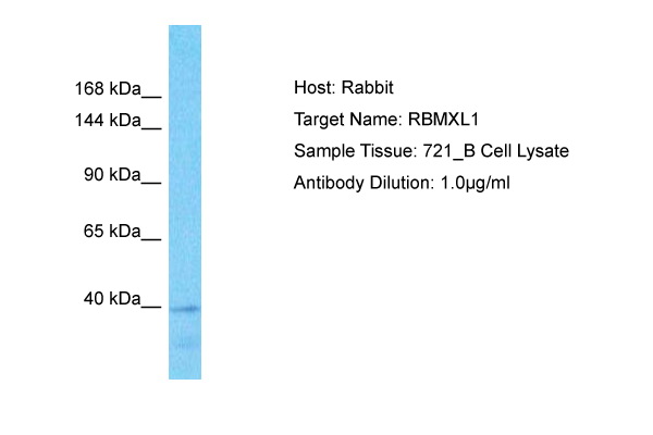Host: Rabbit Target Name: RBMXL1 Sample Tissue: Human 721_B Whole Cell Antibody Dilution: 1ug/ml