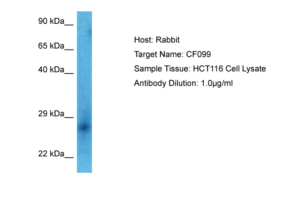 Antibody sensitivity Whole cell lysates of vanadate - treated HepG2 containing defined cell numbers per lane were applied to SDS-PAGE and transferred to PVDF membranes. Immunoblots were probed with mab EGFR-16F8 (0.5 ug/ ml) for 1h at RT and developed by ECL (exp. time: 30 sec). lane 1: 160.000 cells, lane 2: 80.000 cells lane 3: 40.000 cells, lane 4: 20.000 cells, lane 5: 10.000 cells, lane 6: 5.000 cells, lane 7: 2.500 cells, lane 8: 1.000 cells