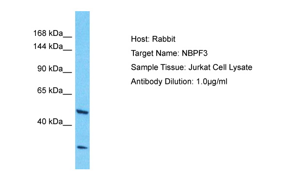 Host: Rabbit Target Name: NBPF3 Sample Type: Jurkat Whole Cell lysates Antibody Dilution: 1.0ug/ml