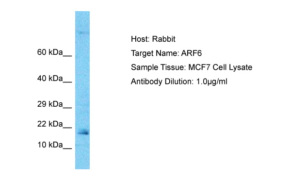 ErbB2 activation: Serum starved A549 cells were incubated with 10 ng/ml EGF for the indicated times. Whole cell lysates were prepared with lysis buffer V19 and separated by SDS-PAGE (ca 20.000 cells/lane). The immunoblot was probed with mab erbB2-19G5 (0.5 ug/ ml) for 1h at RT and developed by ECL (exp. time: 30 sec). Lane 1: Control Lane 2: 5 min EGF Lane 3: 15 min EGF Lane 4: 30 min EGF Lane 5: 1h EGF Lane 6; 2h EGF Lane 7: 4h EGF Lane 8: 8h EGF