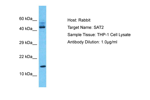 Detection of endogenous MAPK2: Whole cell lysates of serum starved tumor cells (20.000 cells per lane) were applied to SDS-PAGE and transferred to a PVDF membrane. The immunoblot was probed with mab MAPK2-6G11 (0.5 ug/ ml) for 1h at RT and developed by ECL (exp. time: 30 sec). Lane 1: A431 Lane 2: A549 Lane 3: SKOV3 Lane 4: OVCAR5 Lane 5: HaCaT lane 6: PC3 Lane 7: HeLa Lane 8: HepG2