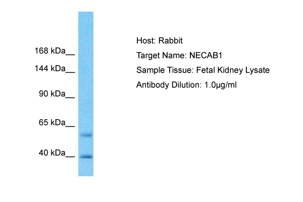 Host: Rabbit Target Name: NECAB1 Sample Type: Fetal Kidney lysates Antibody Dilution: 1.0ug/ml