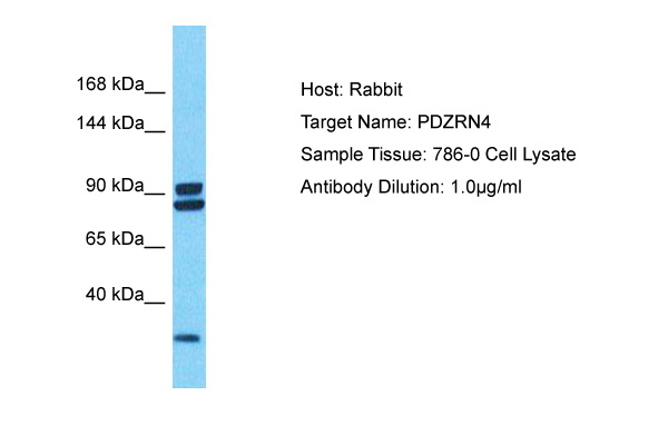 Host: Rabbit Target Name: PDZRN4 Sample Type: 786-0 Whole Cell lysates Antibody Dilution: 1.0ug/ml