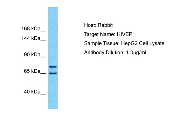 Host: Rabbit Target Name: HIVEP1 Sample Type: HepG2 Whole Cell lysates Antibody Dilution: 1.0ug/ml