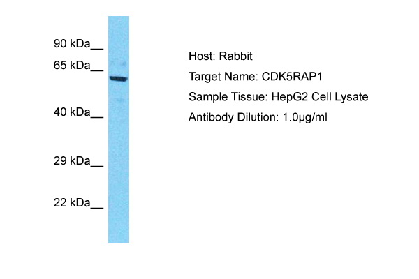 Host: Rabbit Target Name: CDK5RAP1 Sample Tissue: Human HepG2 Whole Cell Antibody Dilution: 1ug/ml