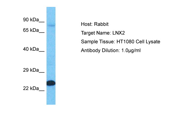 Host: Rabbit Target Name: LNX2 Sample Type: HT1080 Whole Cell lysates Antibody Dilution: 1.0ug/ml
