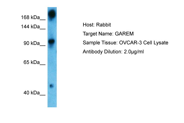 Host: Rabbit Target Name: GAREM Sample Type: OVCAR-3 Whole Cell Antibody Dilution: 1.0ug/ml