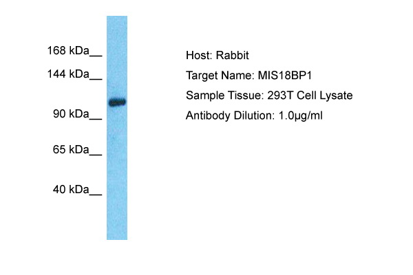 Host: Rabbit Target Name: MIS18BP1 Sample Type: 293T Whole Cell lysates Antibody Dilution: 1.0ug/ml