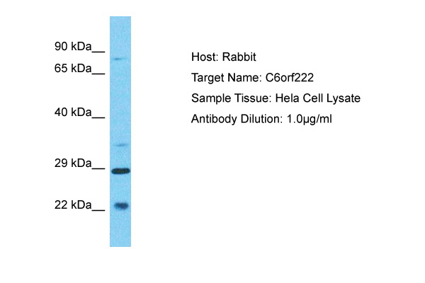 Host: Rabbit Target Name: C6orf222 Sample Type: Hela Whole Cell lysates Antibody Dilution: 1.0ug/ml