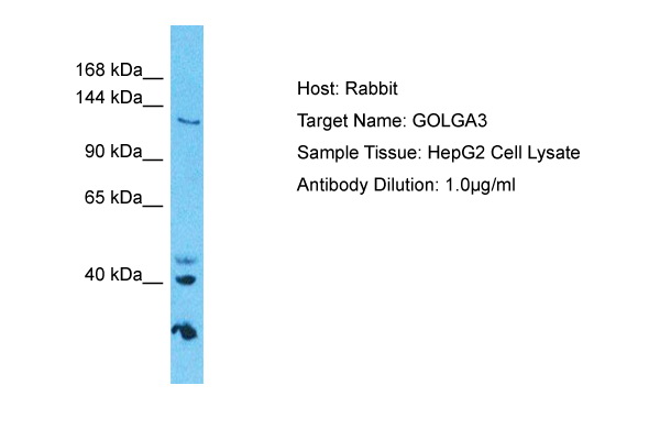 Host: Rabbit Target Name: GOLGA3 Sample Type: HepG2 Whole Cell lysates Antibody Dilution: 1.0ug/ml
