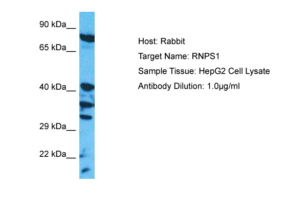 Host: Rabbit Target Name: RNPS1 Sample Type: HepG2 Whole Cell lysates Antibody Dilution: 1.0ug/ml
