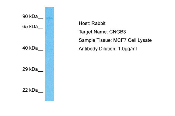 Host: Rabbit Target Name: CNGB3 Sample Type: MCF7 Whole Cell lysates Antibody Dilution: 1.0ug/ml