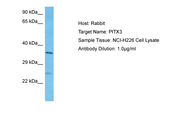 Host: Rabbit Target Name: PITX3 Sample Type: NCI-H226 Whole Cell lysates Antibody Dilution: 1.0ug/ml