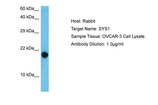 Host: Rabbit Target Name: SYS1 Sample Type: OVCAR-3 Whole Cell Antibody Dilution: 1.0ug/ml