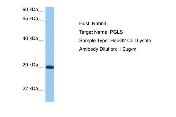 Host: Rabbit Target Name: PGLS Sample Tissue: HepG2 Whole Cell lysates Antibody Dilution: 1ug/ml