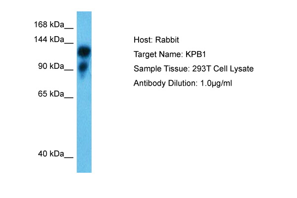 Host: Rabbit Target Name: KPB1 Sample Type: 293T Whole Cell Antibody Dilution: 1.0ug/ml