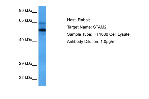 Double staining of human, canine and porcine B lymphocytes with anti-CD79a (HM57) and anti-CD21 (LT21) antibody.