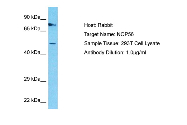 Host: Rabbit Target Name: NOP56 Sample Type: 293T Whole Cell lysates Antibody Dilution: 1.0ug/ml