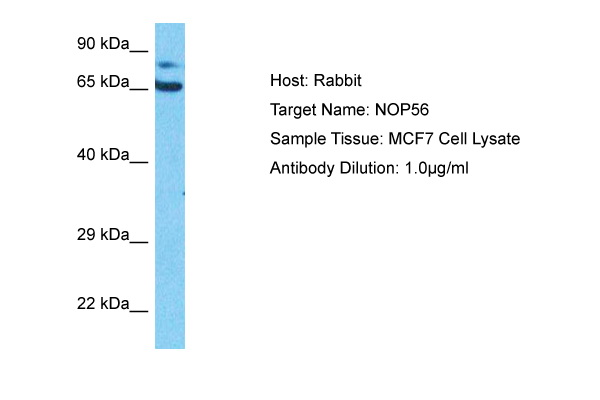 Host: Rabbit Target Name: NOP56 Sample Type: MCF7 Whole Cell lysates Antibody Dilution: 1.0ug/ml