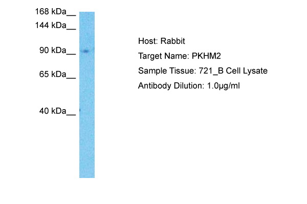 Host: Rabbit Target Name: PKHM2 Sample Type: 721_B Whole Cell lysates Antibody Dilution: 1.0ug/ml