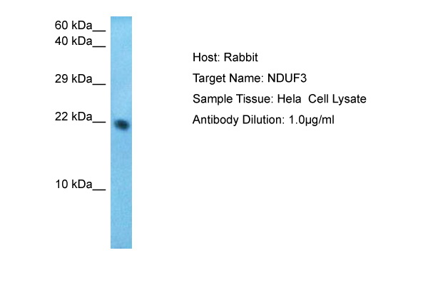 Host: Rabbit Target Name: NDUF3 Sample Type: Hela Whole Cell Antibody Dilution: 1.0ug/ml