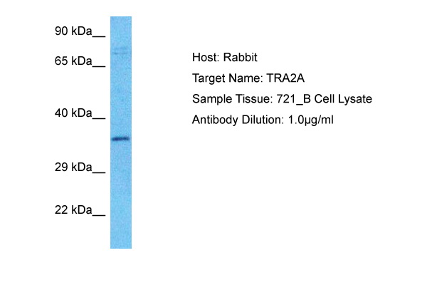 Host: Rabbit Target Name: TRA2A Sample Type: 721_B Whole Cell lysates Antibody Dilution: 1.0ug/ml