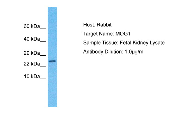Host: Rabbit Target Name: MOG1 Sample Type: Fetal Kidney lysates Antibody Dilution: 1.0ug/ml