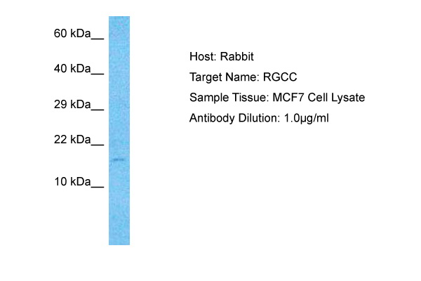 Host: Rabbit Target Name: RGCC Sample Type: MCF7 Whole Cell lysates Antibody Dilution: 1.0ug/ml