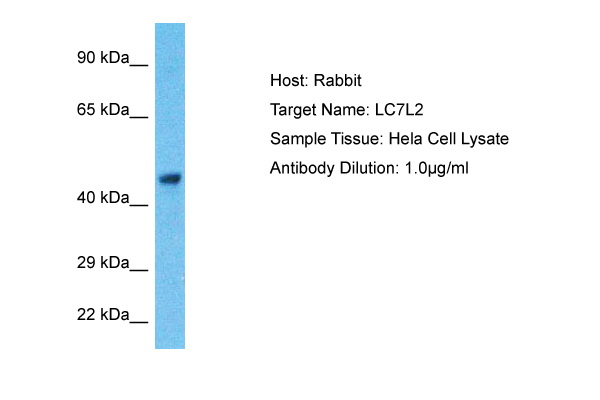 Host: Rabbit Target Name: LC7L2 Sample Type: Hela Whole Cell lysates Antibody Dilution: 1.0ug/ml