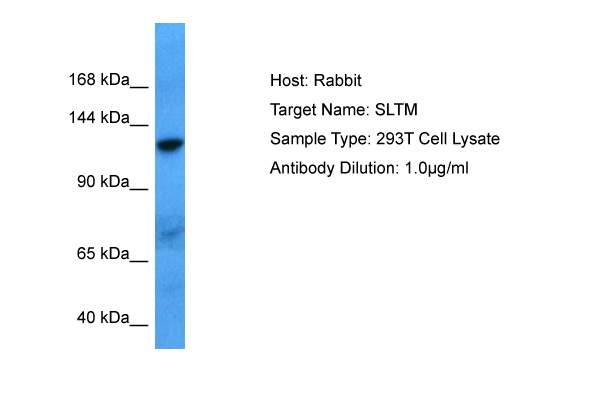 Host: Rabbit Target Name: SLTM Sample Tissue: Human 293T Whole Cell lysates Antibody Dilution: 1ug/ml