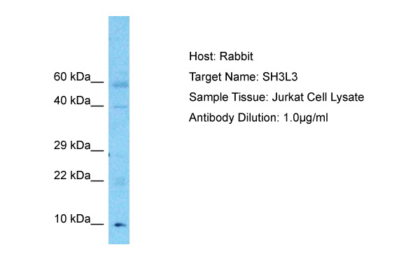 Surface staining of human peripheral blood with anti-CD54 (1H4) PerCP.