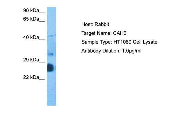 Host: Rabbit Target Name: CAH6 Sample Tissue: HT1080 Whole cell lysates Antibody Dilution: 1.0ug/ml