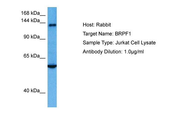 Host: Rabbit Target Name: BRPF1 Sample Tissue: Human Jurkat Whole Cell lysates Antibody Dilution: 1ug/ml