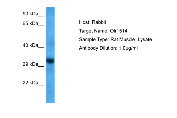 Host: Rabbit Target Name: OLR1514 Sample Tissue: Rat Muscle lysates Antibody Dilution: 1.0ug/ml