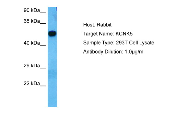 Host: Rabbit Target Name: KCNK5 Sample Tissue: Human 293T Whole Cell Antibody Dilution: 1.0ug/ml