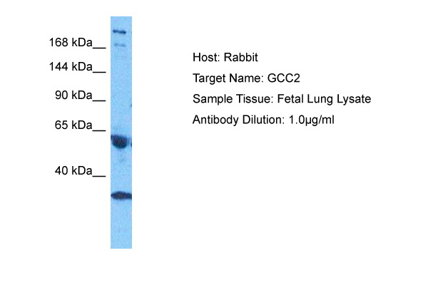 Host: Rabbit Target Name: GCC2 Sample Tissue: Human Fetal Lung Antibody Dilution: 1.0ug/ml