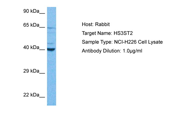 Host: Rabbit Target Name: HS3ST2 Sample Tissue: NCI-H226 Whole Cell lysates Antibody Dilution: 1ug/ml