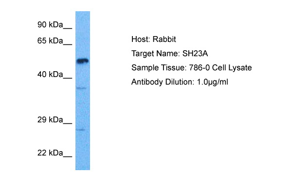 Host: Rabbit Target Name: SH2D3A Sample Tissue: Human 786-0 Whole Cell Antibody Dilution: 1.0ug/ml