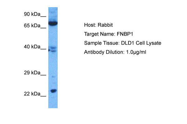 Host: Rabbit Target Name: FNBP1 Sample Tissue: Human DLD1 Whole Cell Antibody Dilution: 1.0ug/ml