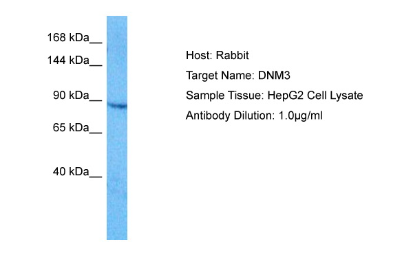 Host: Rabbit Target Name: DNM3 Sample Tissue: Human HepG2 Whole Cell Antibody Dilution: 1.0ug/ml