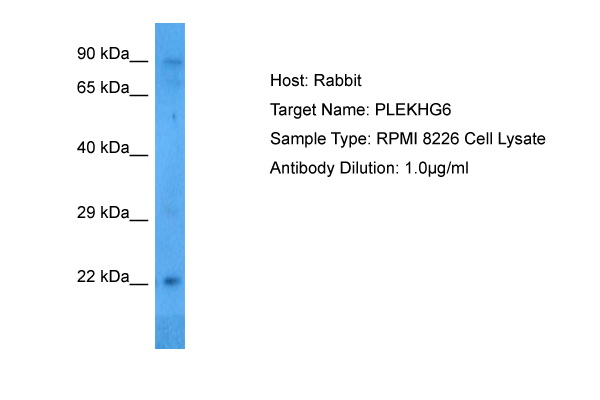 Host: Rabbit Target Name: PLEKHG6 Sample Tissue: Human RPMI 8226 Whole Cell Antibody Dilution: 1.0ug/ml